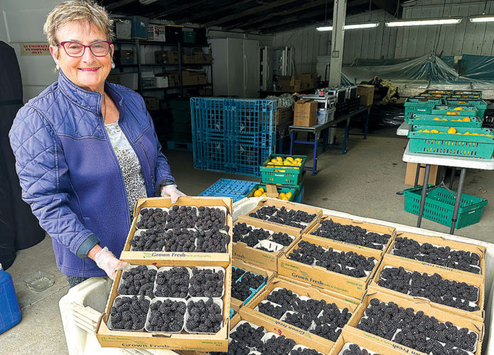 Sylvia Prevedelli Woman holding a flat of berries in a berry warehouse