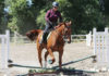 Rider on a horse jumping over a low obstacle