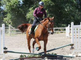 Rider on a horse jumping over a low obstacle