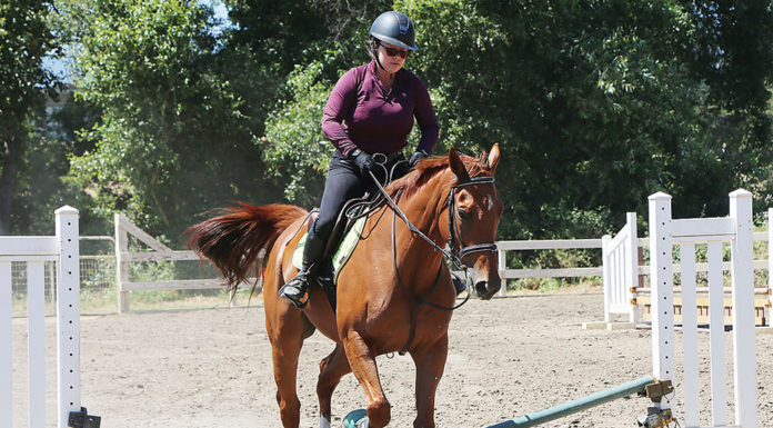 Rider on a horse jumping over a low obstacle