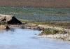 Flooded agricultural field