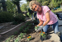 flower planting