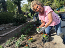 flower planting
