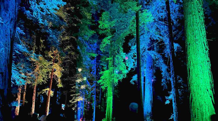 The illuminated forests at Roaring Camp