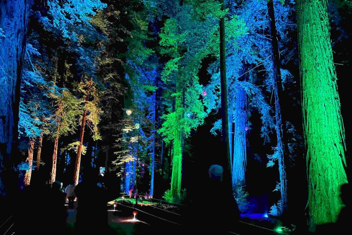 Roaring Camp trees 1