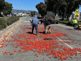 Photo story: Strawberries snarls traffic