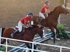 These women take part in the pair jumping competition in the horse arena.