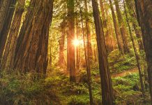 5 Hidden Gems to Visit Near Watsonville Green leafed trees