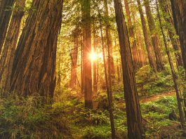 5 Hidden Gems to Visit Near Watsonville Green leafed trees