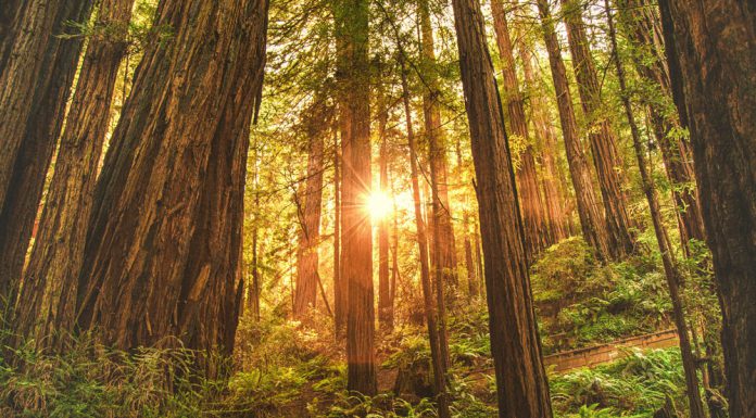 5 Hidden Gems to Visit Near Watsonville Green leafed trees