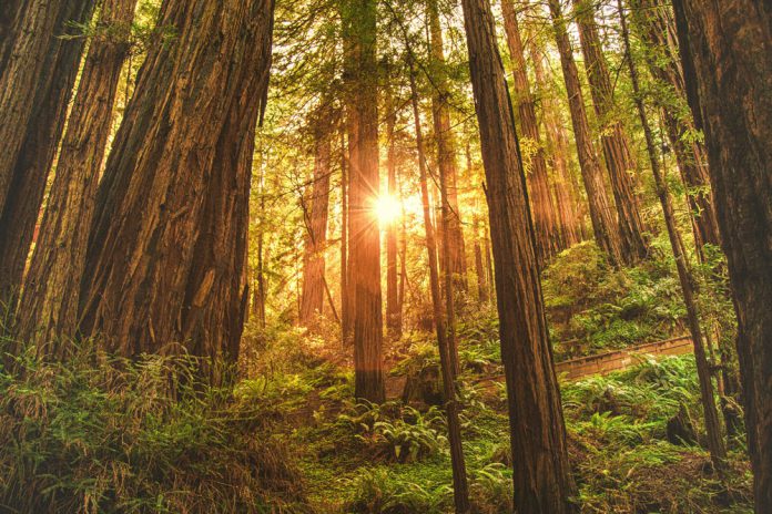 Hidden Gems Near Watsonville Green leafed trees