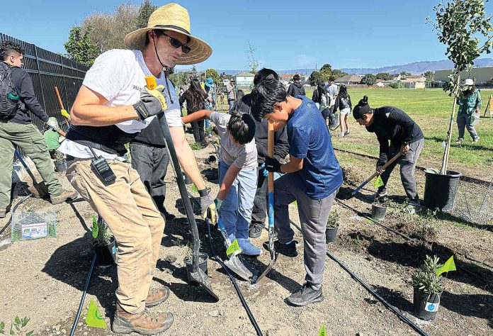 tree planting PMS