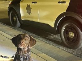 K9 officer helps find loaded handgun; man arrested