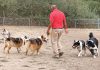 best of pajaro valley 2025, family & pets, pinto lake county park dog park