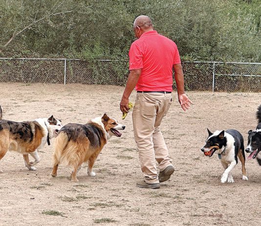 best of pajaro valley 2025, family & pets, pinto lake county park dog park