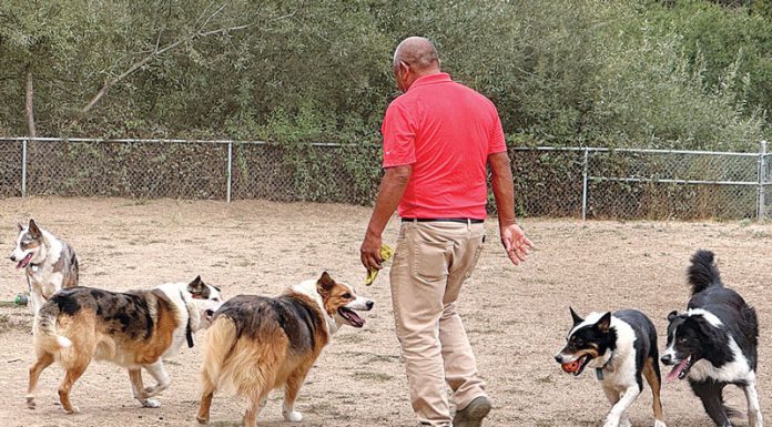 best of pajaro valley 2025, family & pets, pinto lake county park dog park