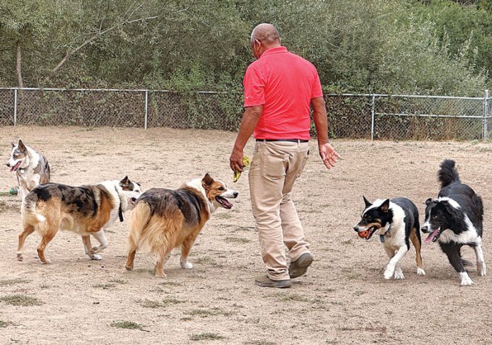 best of pajaro valley 2025, family & pets, pinto lake county park dog park