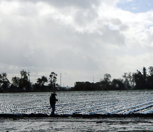 Wet weather likely for New Year