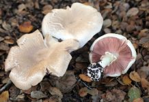 Annual Santa Cruz Fungus Fair approaches