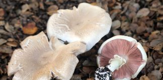 Annual Santa Cruz Fungus Fair approaches