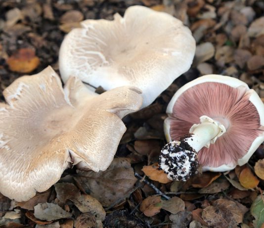 Annual Santa Cruz Fungus Fair approaches