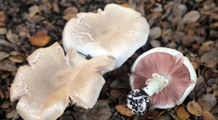 Annual Santa Cruz Fungus Fair approaches