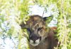 Mountain lion seen on Main Street