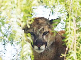 Mountain lion seen on Main Street