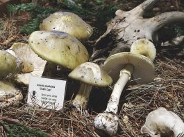 Doctors warn of death cap mushroom poisoning