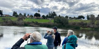 Christmas Bird Count numbers are in