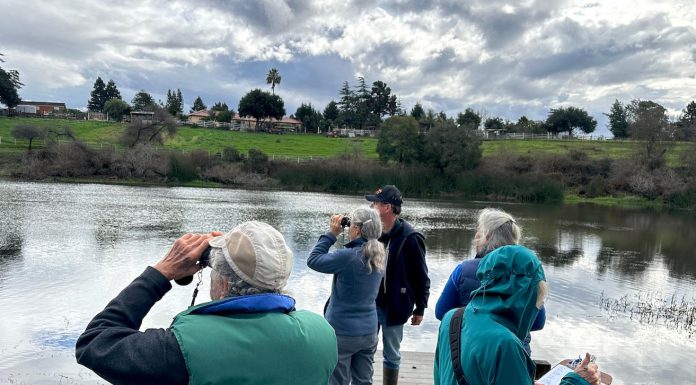 Christmas Bird Count numbers are in