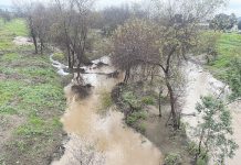 LEVEE MONEY The Pajaro River meanders through a course of trees and brush near downtown Watsonville.