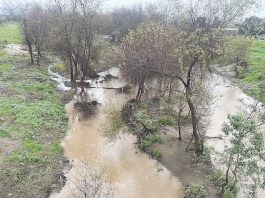 LEVEE MONEY The Pajaro River meanders through a course of trees and brush near downtown Watsonville.