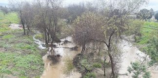 Padilla, Schiff secure $54M for Pajaro River Levee LEVEE MONEY The Pajaro River meanders through a course of trees and brush near downtown Watsonville.