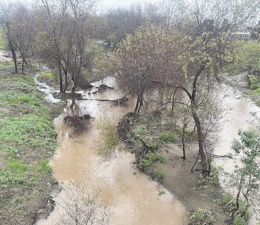 LEVEE MONEY The Pajaro River meanders through a course of trees and brush near downtown Watsonville.