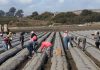 Field workers are busy plating young strawberry starters in this 2024 photo in Watsonville.