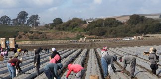 Field workers are busy plating young strawberry starters in this 2024 photo in Watsonville.