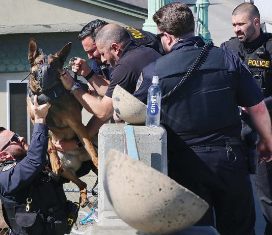 Man arrested after wild chase