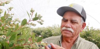 Anselmo Rivas, owner of Rivas Bees, inspects a blueberry crop in Watsonville. He was named farmer of the year by the Santa Cruz County Farm Bureau.