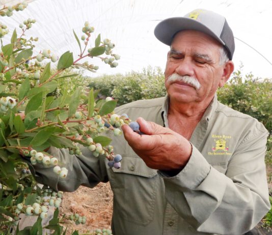 Anselmo Rivas, owner of Rivas Bees, inspects a blueberry crop in Watsonville. He was named farmer of the year by the Santa Cruz County Farm Bureau.