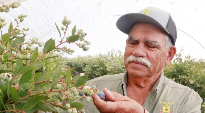 Anselmo Rivas, owner of Rivas Bees, inspects a blueberry crop in Watsonville. He was named farmer of the year by the Santa Cruz County Farm Bureau.