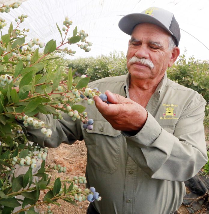 Anselmo Rivas, owner of Rivas Bees, inspects a blueberry crop in Watsonville. He was named farmer of the year by the Santa Cruz County Farm Bureau.