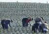 County to explore steam as alternative to pesticides