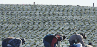 County to explore steam as alternative to pesticides