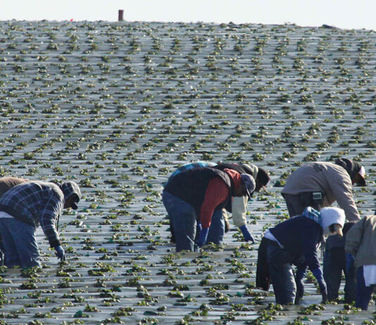 County to explore steam as alternative to pesticides