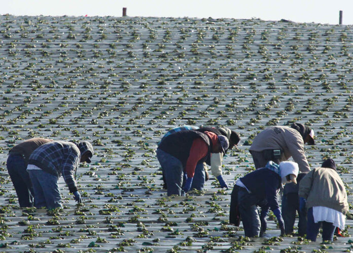 strawberry workers