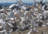 Photo Gallery Sept. 14, 2026 Terns in flight