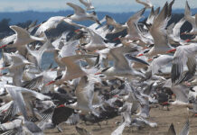 Terns in flight