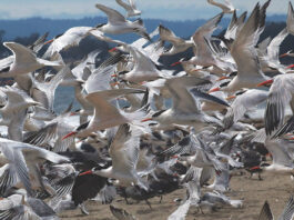 Terns in flight