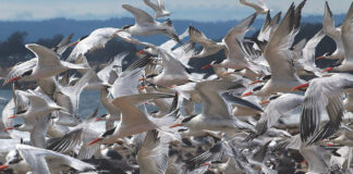 Photo Gallery Sept. 14, 2026 Terns in flight